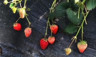 四季草莓季节是什么时候成熟